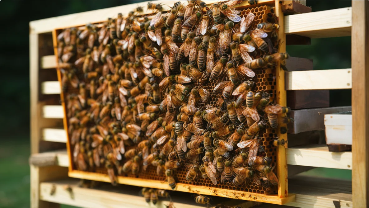 10 Best Honey Bee Farms in Alabama